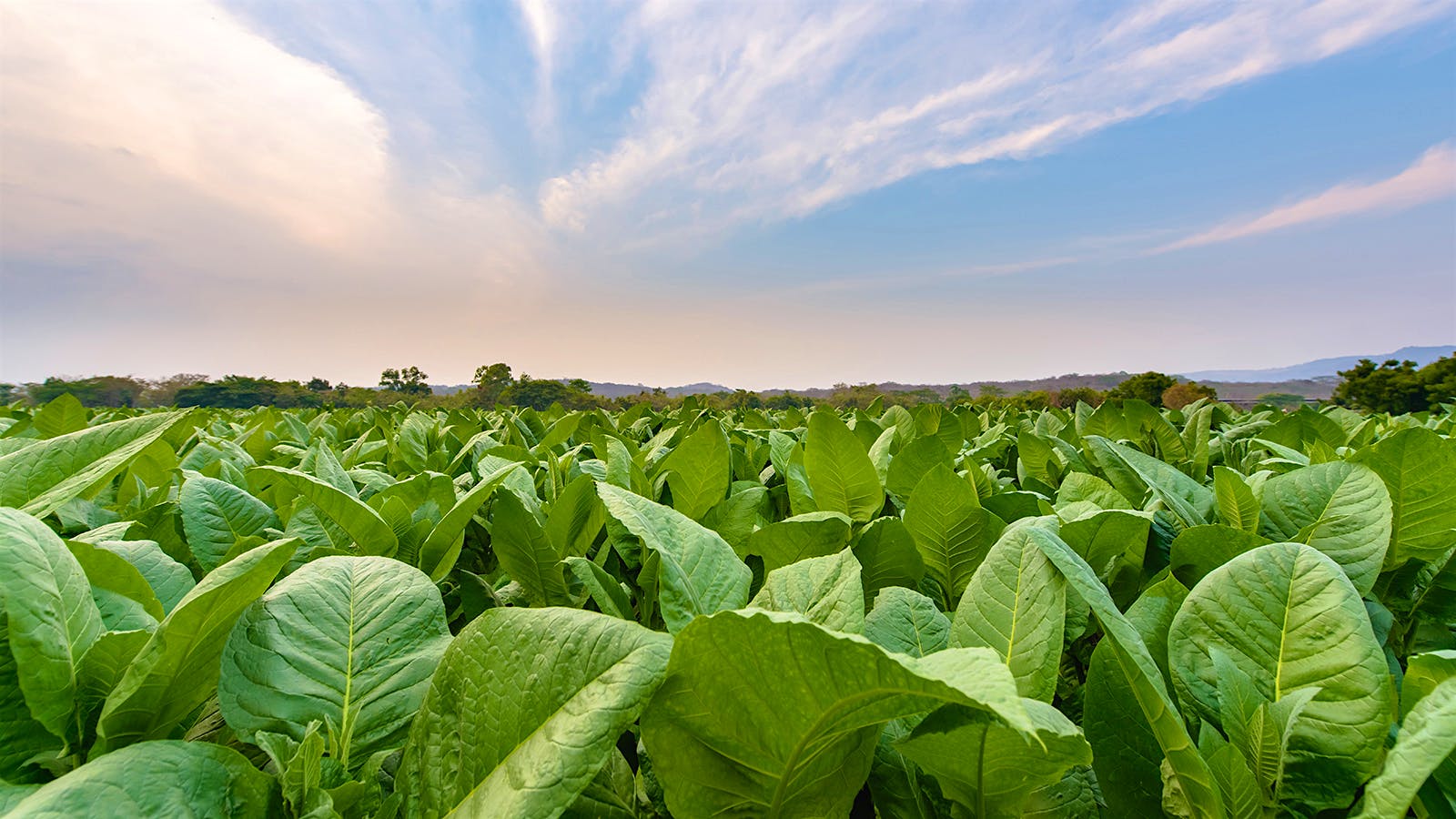 Zimbabwe Investor’s Guide 2026: Tobacco Farming and Processing Investments in Africa’s Leading Tobacco Exporter